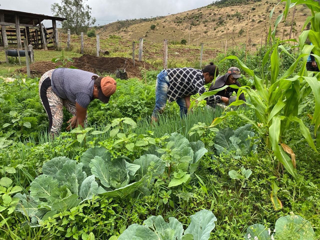 agricultoras em ação.jpeg